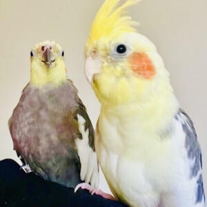 Image of two birds on a shoulder Pet Sitter Orewa, Hibiscus Coast, Auckland