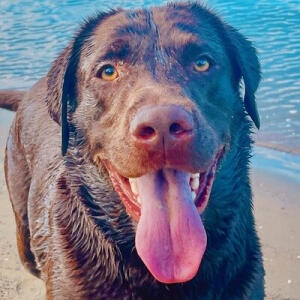 Image of a dog at the beach Dog Walker Orewa, Hibiscus Coast, Auckland