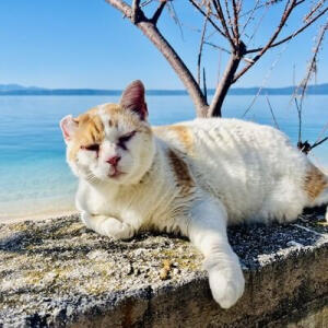 Image of a cat at the beach Cat Sitter Silverdale, Hibiscus Coast, Auckland