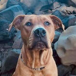 Image of a dog sitting on the beach Dog walking services Auckland