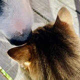 Image of a dog nuzzling a cat Pet care Auckland
