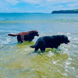 Image of two dogs strolling in the water Pack walking services Auckland